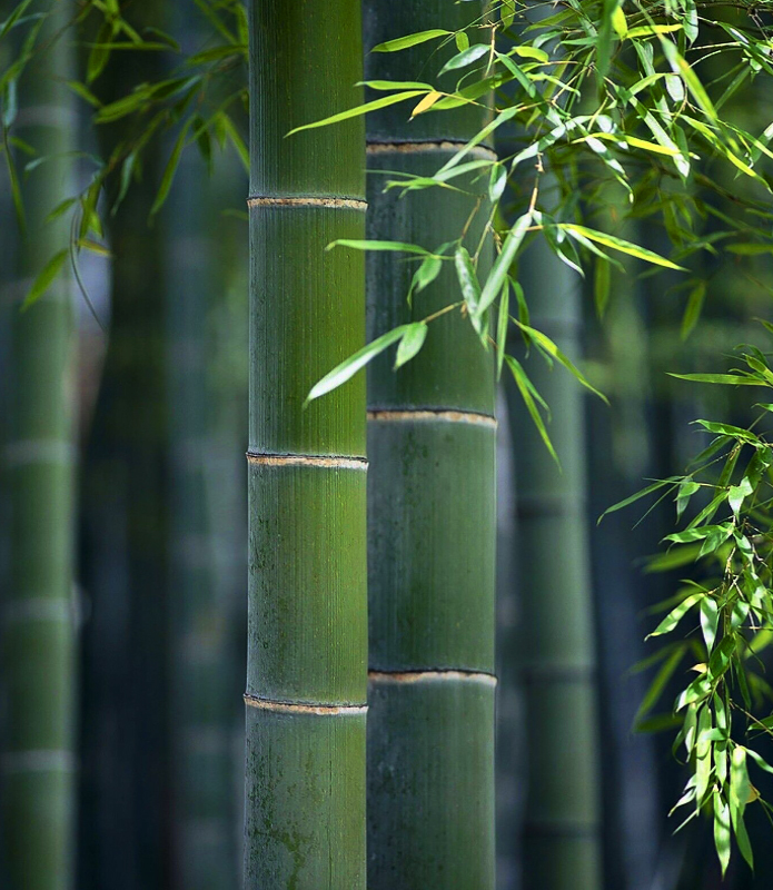 Ningguo Kuntai Bamboo at Wood Co., Ltd.